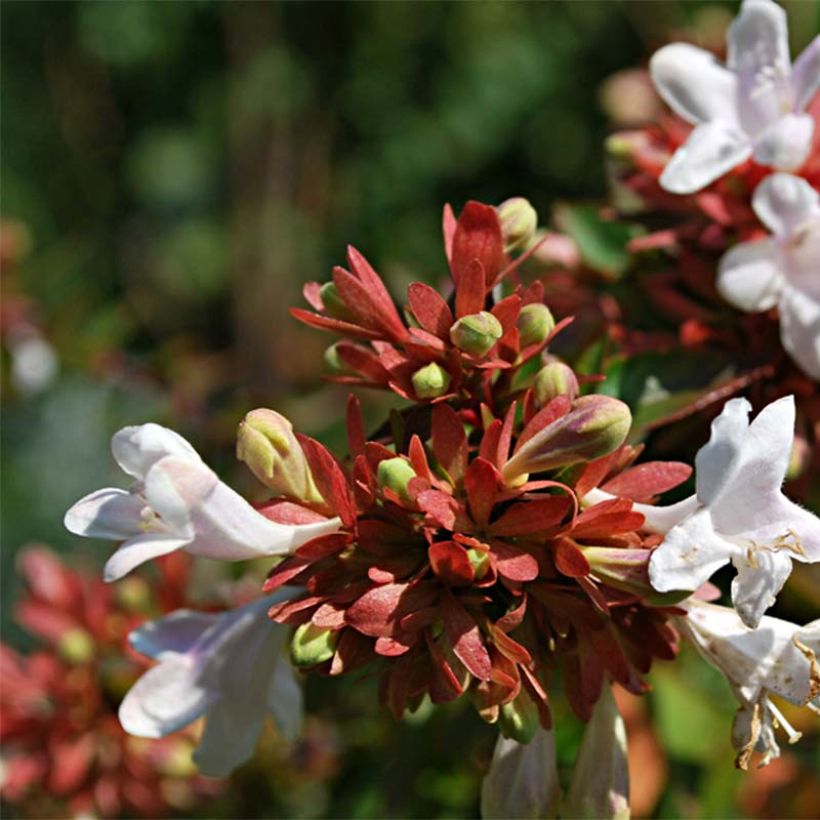 Abelia grandiflora Prostrata (Flowering)