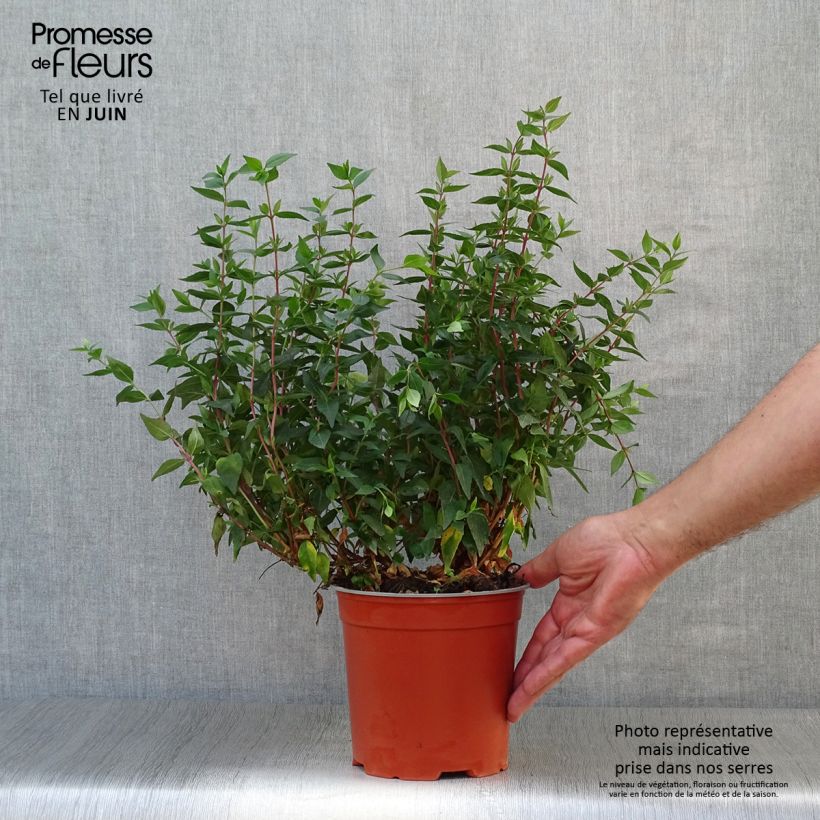 Abelia grandiflora Prostrata 2L/3L pot sample as delivered in summer