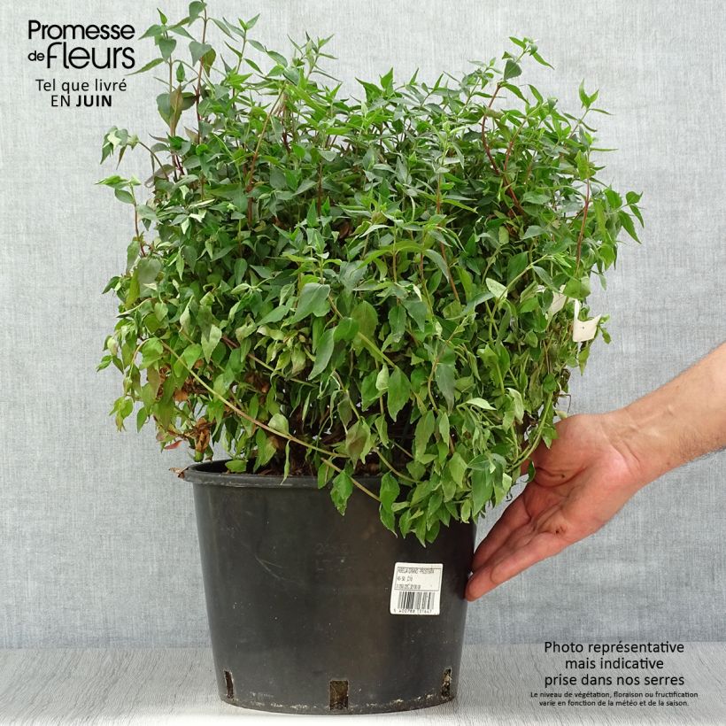 Abelia grandiflora Prostrata 7.5L/10L pot sample as delivered in summer