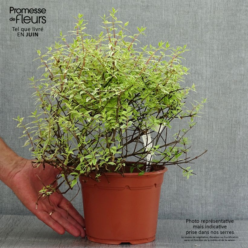 Abelia grandiflora Radiance 4L/5L pot sample as delivered in summer