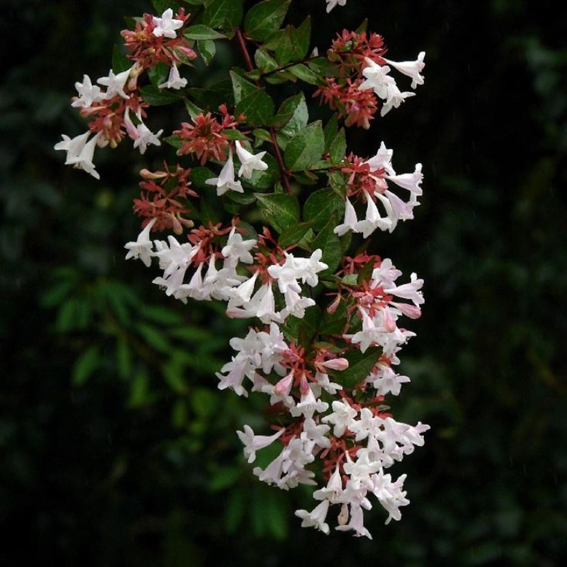 Abelia x grandiflora Semperflorens (Flowering)