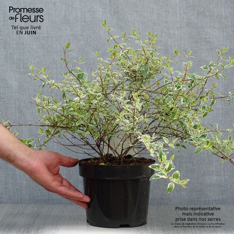Abelia grandiflora Sparkling Silver 2L/3L pot sample as delivered in summer