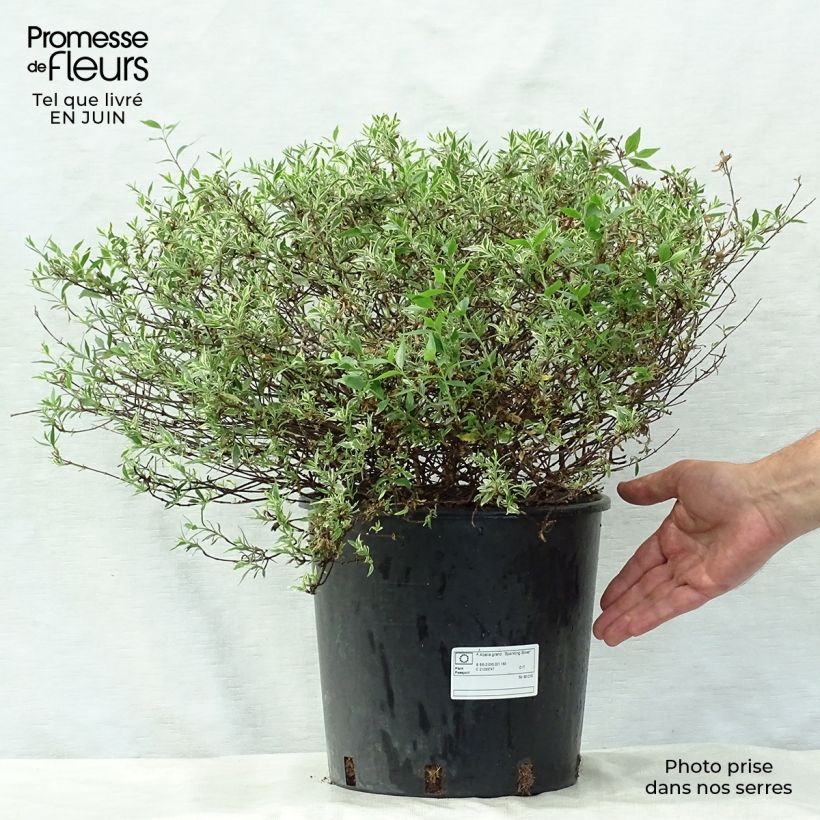 Abelia grandiflora Sparkling Silver 7.5L/10L pot sample as delivered in summer