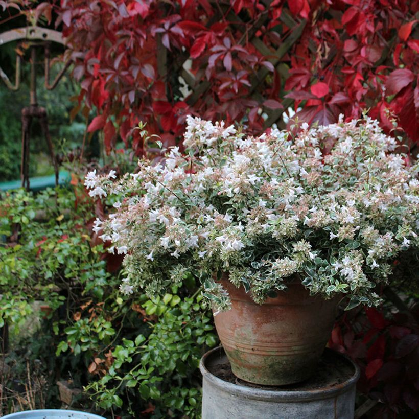 Abelia (x) grandiflora Steredenn 'Levabes' (Plant habit)