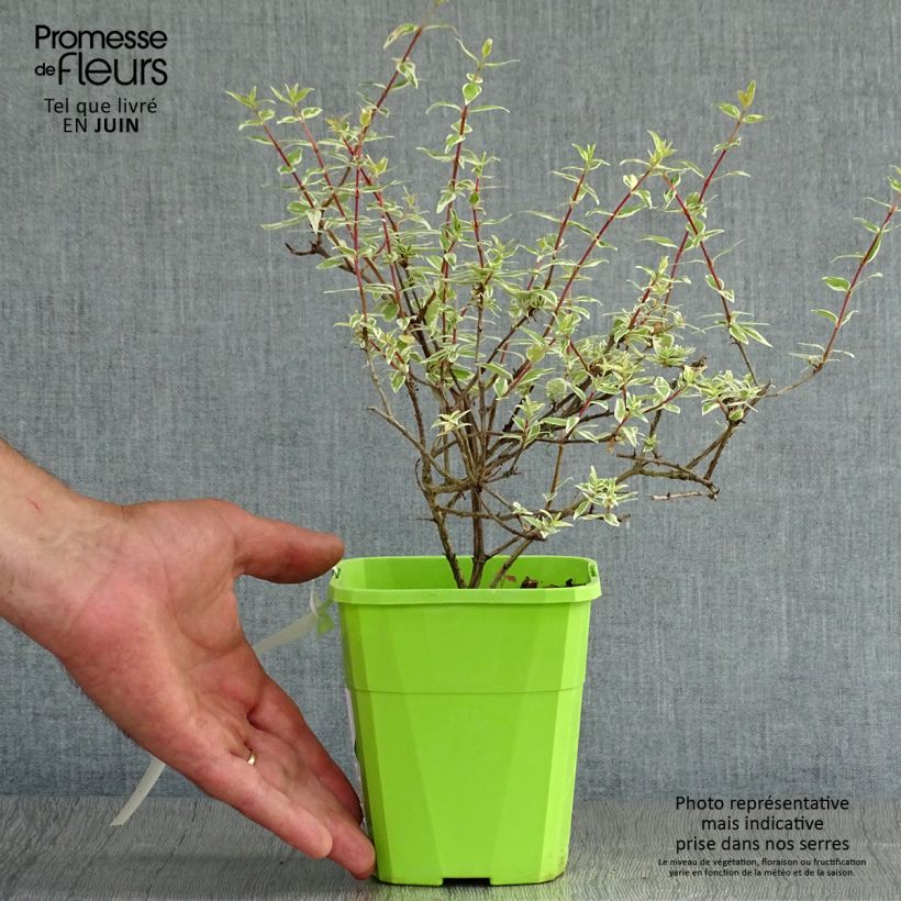 Abelia (x) grandiflora Steredenn 'Levabes' 1L/1.5L pot sample as delivered in summer