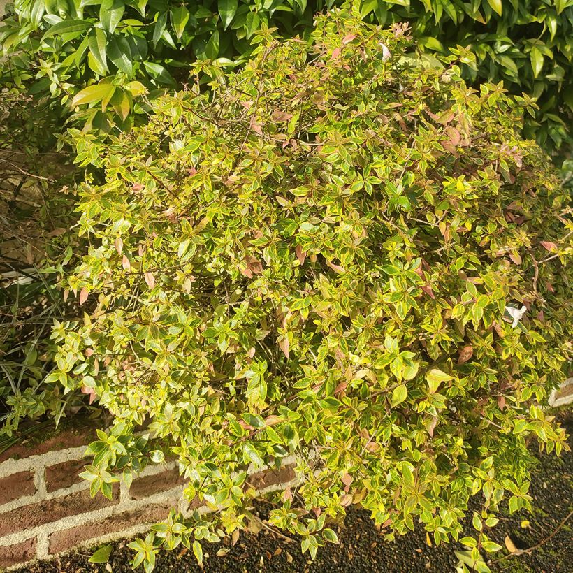 Abelia x grandiflora Sunshine Daydream 'Abelops' (Plant habit)