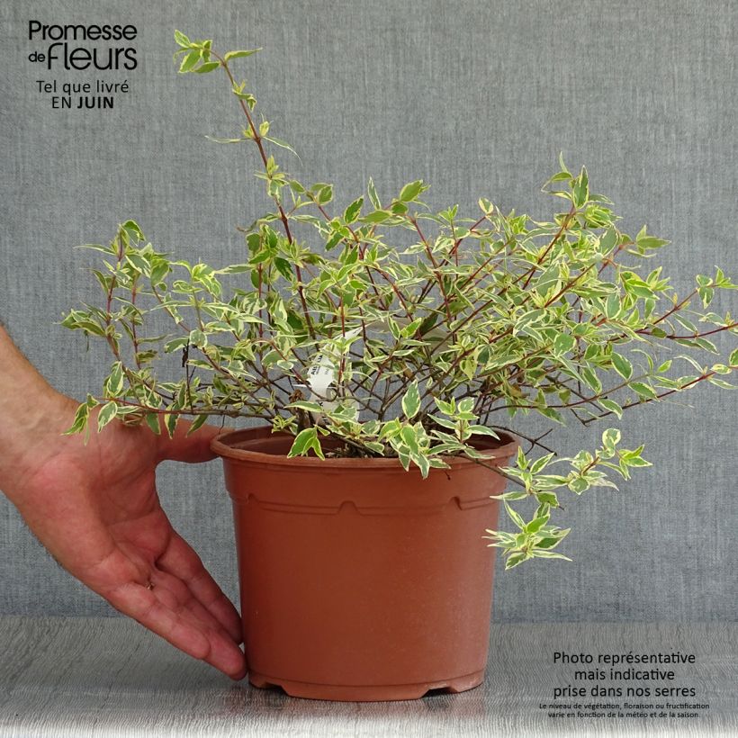 Abelia grandiflora Tricolor Charm 3L/4L pot sample as delivered in summer