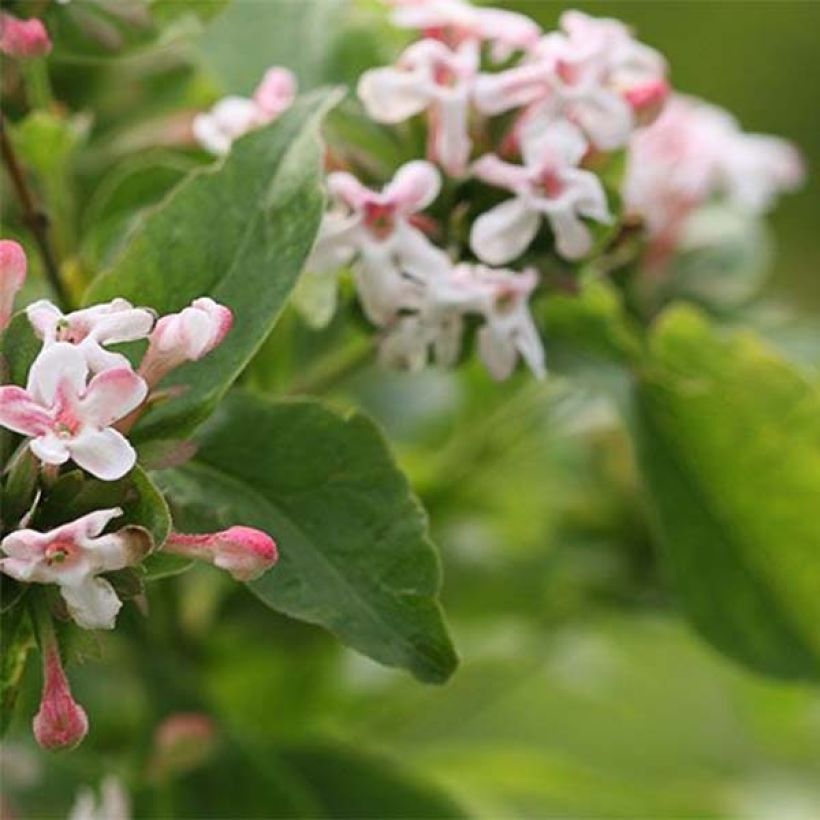 Abelia mosanensis Sweet Emotion (Foliage)