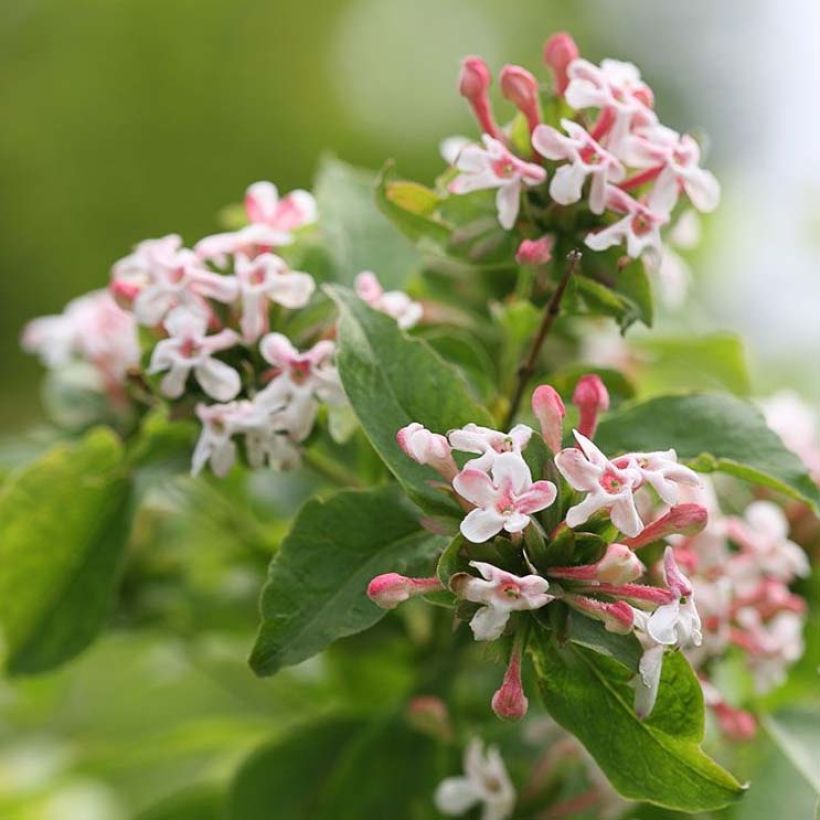 Abelia mosanensis Sweet Emotion (Flowering)