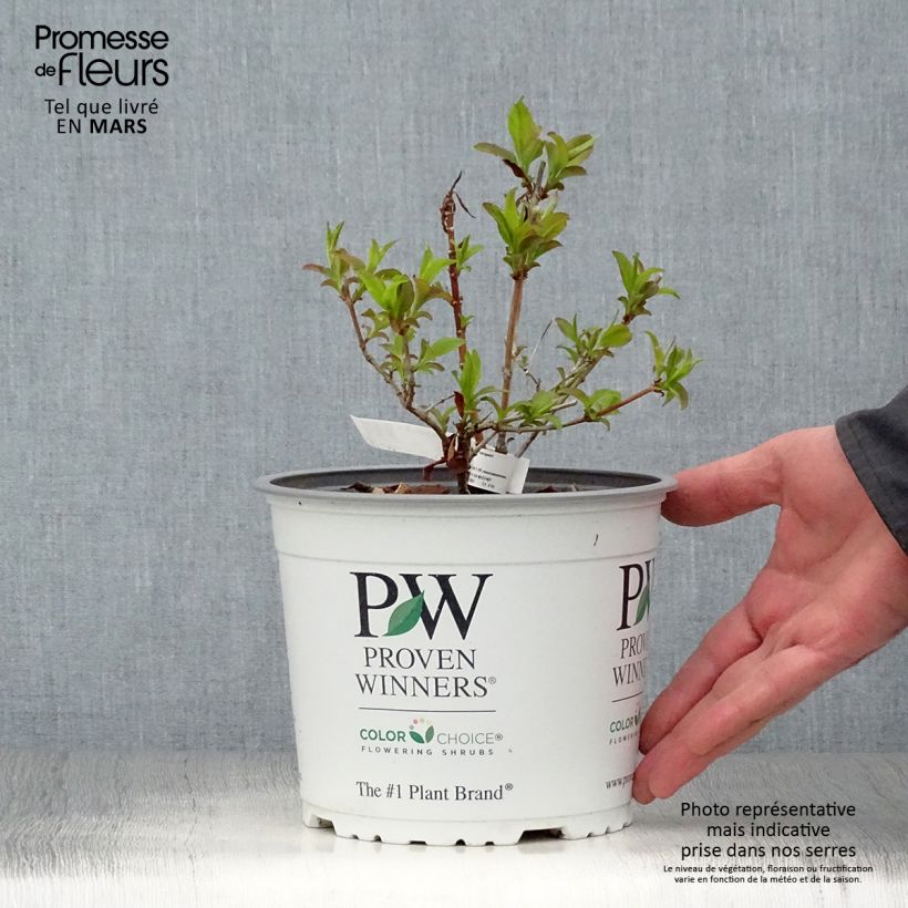 Abelia mosanensis Sweet Emotion 3L/4L pot sample as delivered in spring