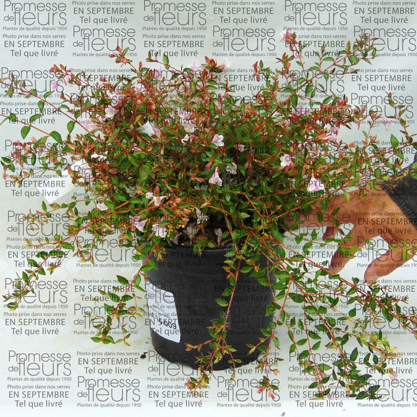 Example of Abelia grandiflora Pastel Charm specimen as delivered