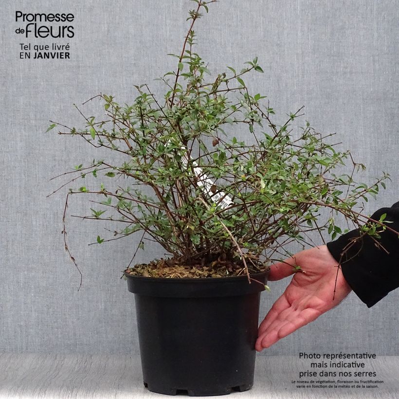 Abelia parviflora Bumblebee 4L/5L pot sample as delivered in winter