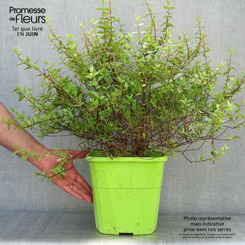 Abelia grandiflora Happy Daydream 7.5L/10L pot sample as delivered in summer