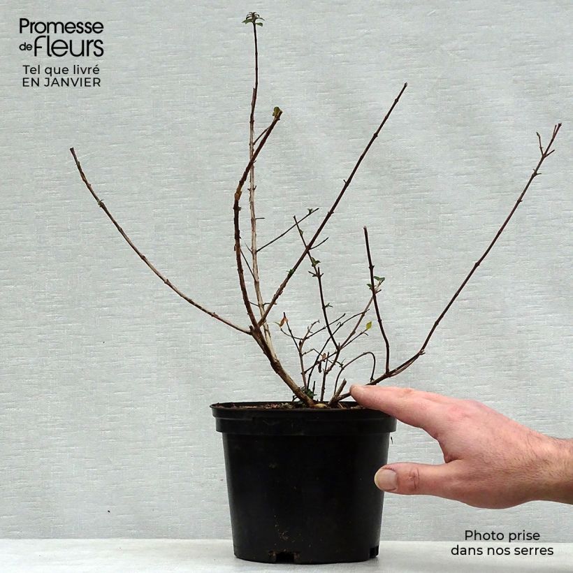 Abelia x grandiflora Sunny Charm  MINDUO1 2L/3L pot sample as delivered in winter