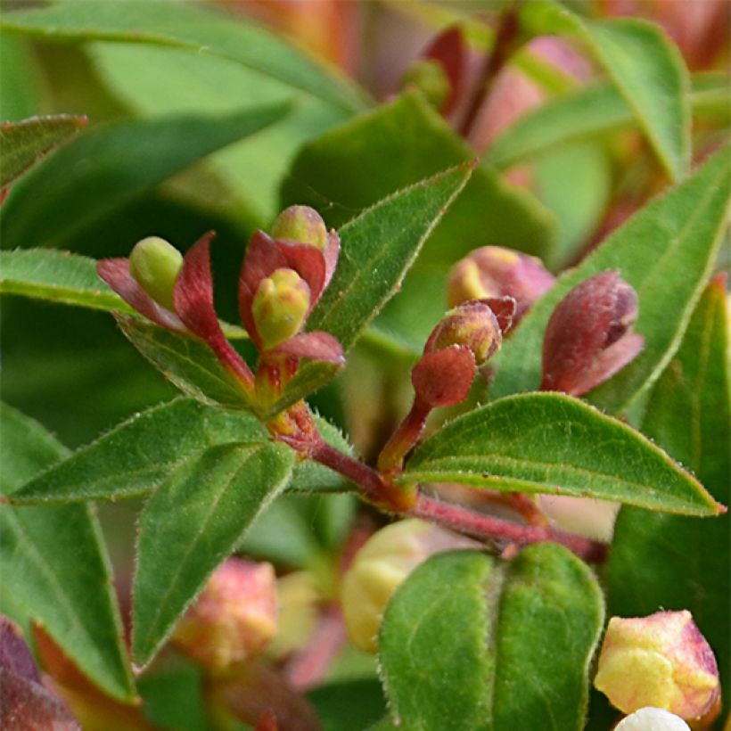 Abelia x grandiflora Sunny Charm  MINDUO1 (Foliage)