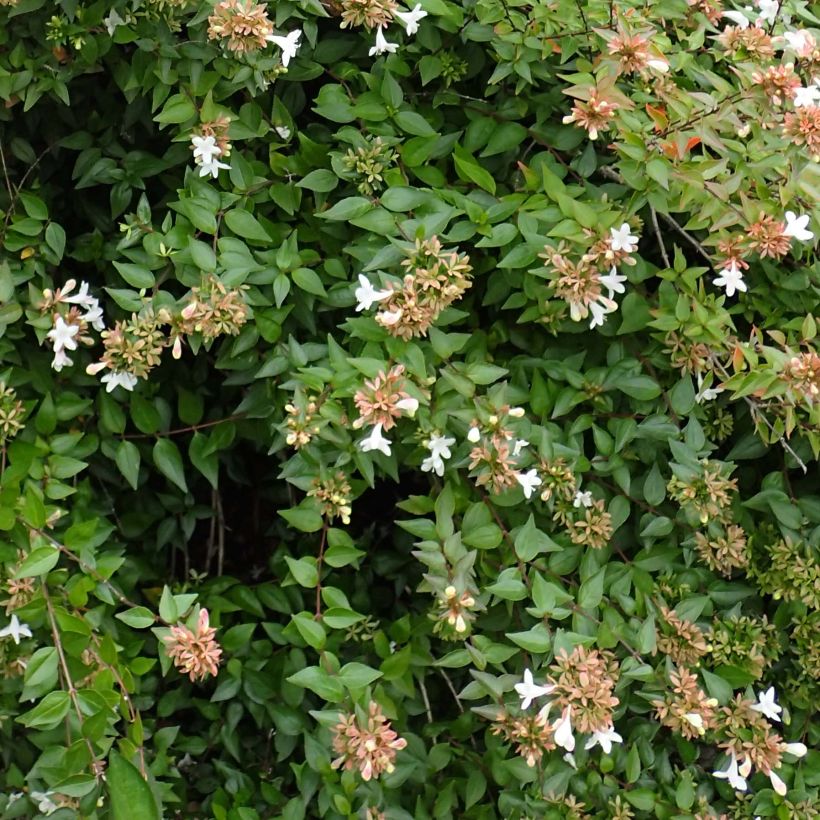 Abelia zanderi Little Richard (Foliage)