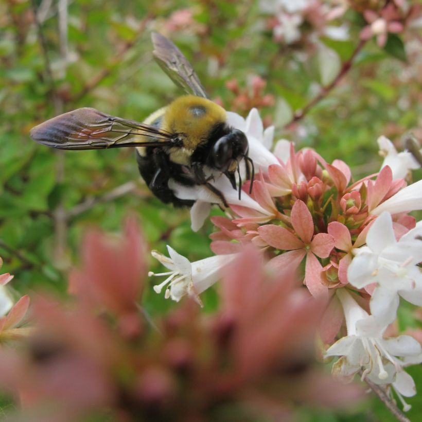 Abelia zanderi Little Richard (Flowering)