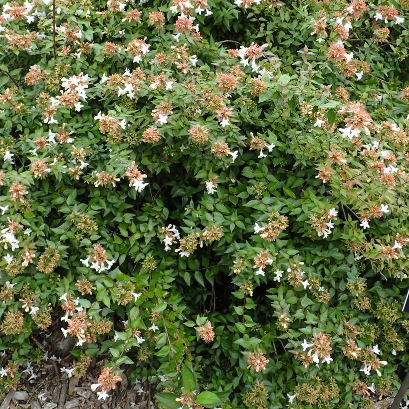 Abelia zanderi Little Richard (Plant habit)