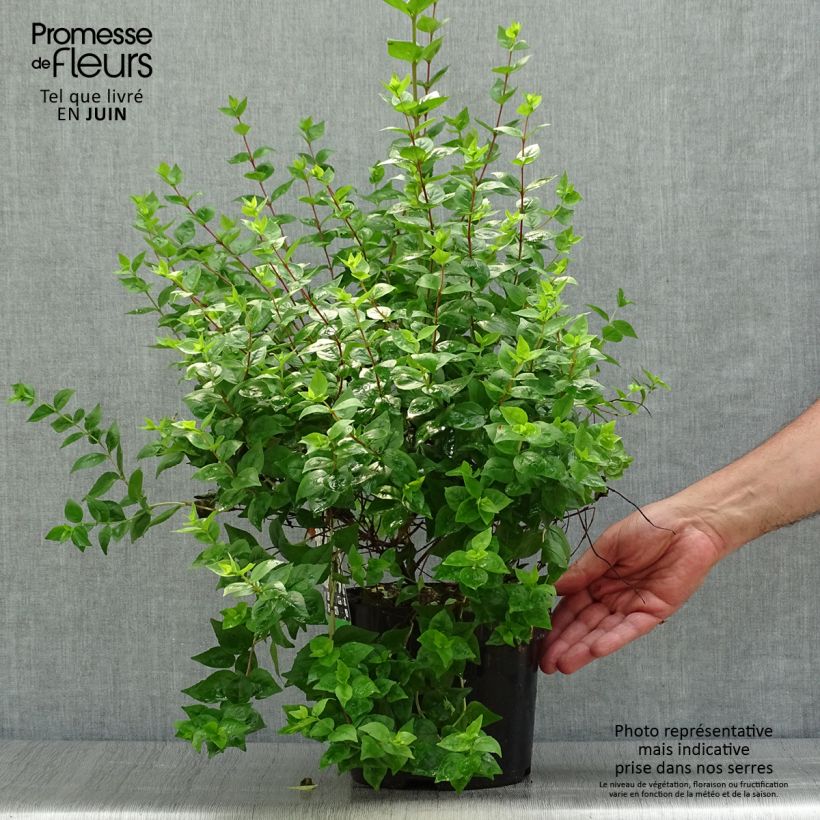 Abelia zanderi Little Richard 2L/3L pot sample as delivered in summer