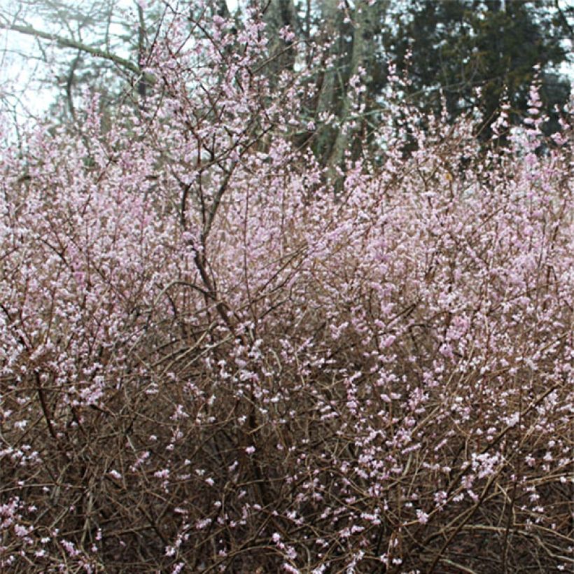 Abeliophyllum distichum Roseum (Flowering)