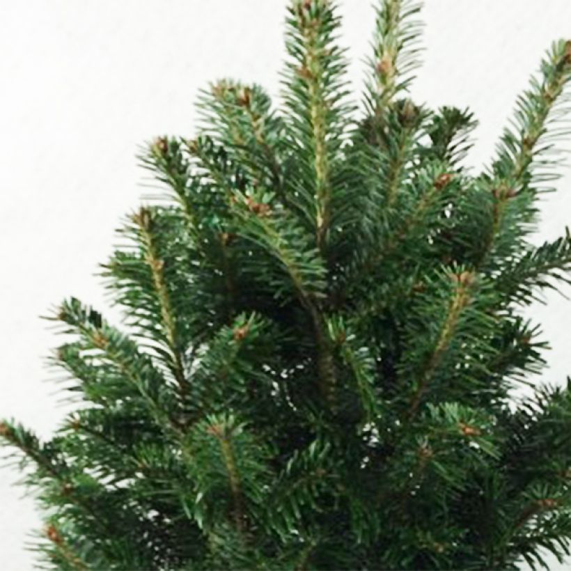 Abies alba Pyramidalis - Dwarf White Fir (Foliage)