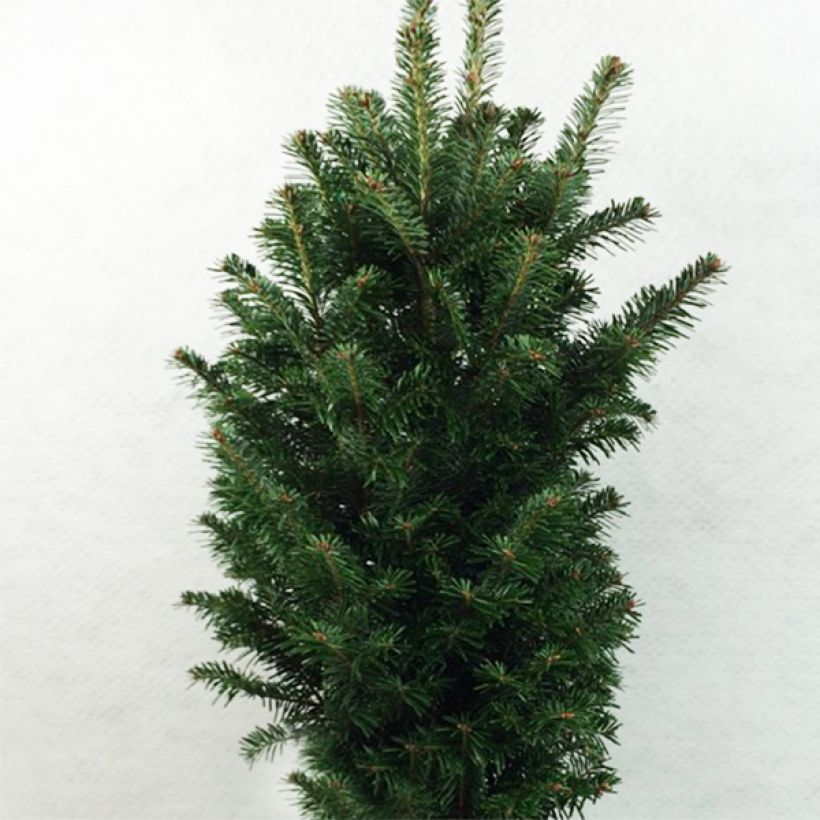 Abies alba Pyramidalis - Dwarf White Fir (Plant habit)