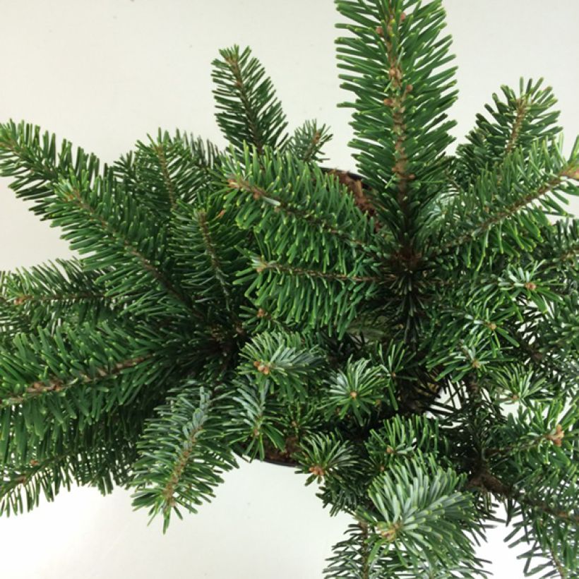 Abies amabilis Spreading Star - Fir (Foliage)