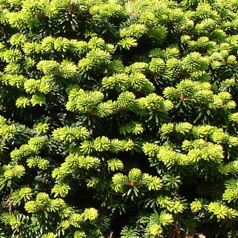 Abies balsamea Nana - Fir (Foliage)