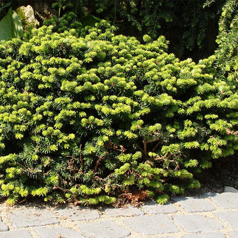 Abies balsamea Nana - Fir (Plant habit)