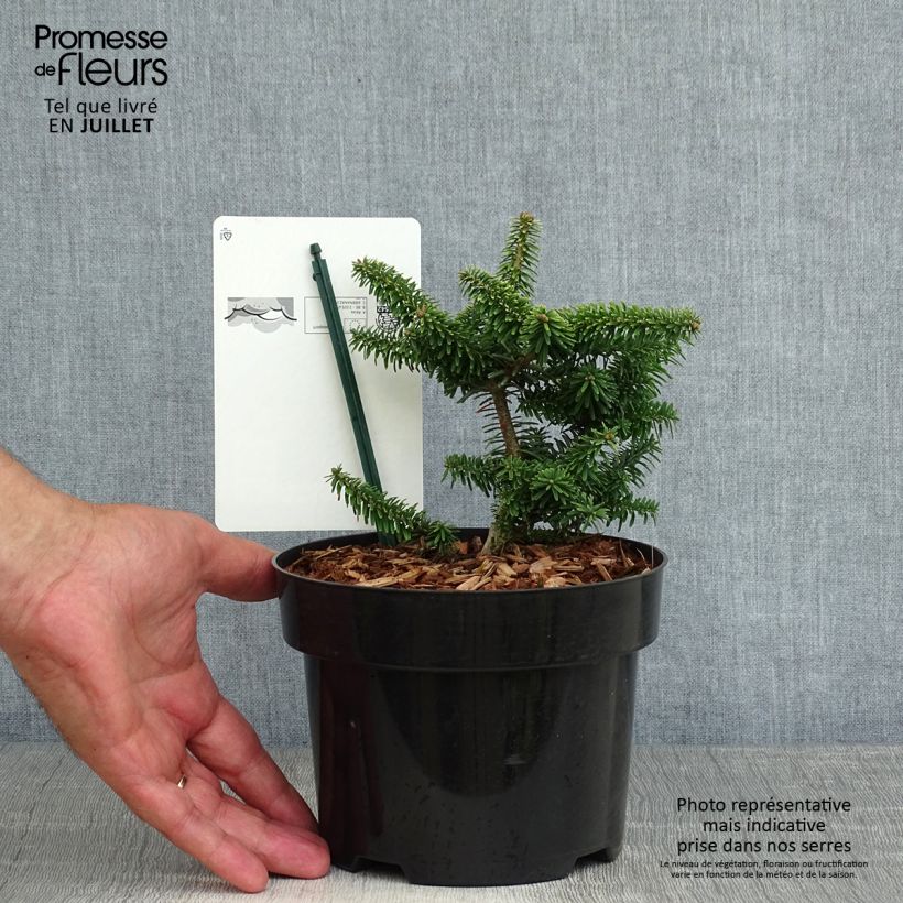 Abies balsamea Nana - Fir 2L/3L pot sample as delivered in summer