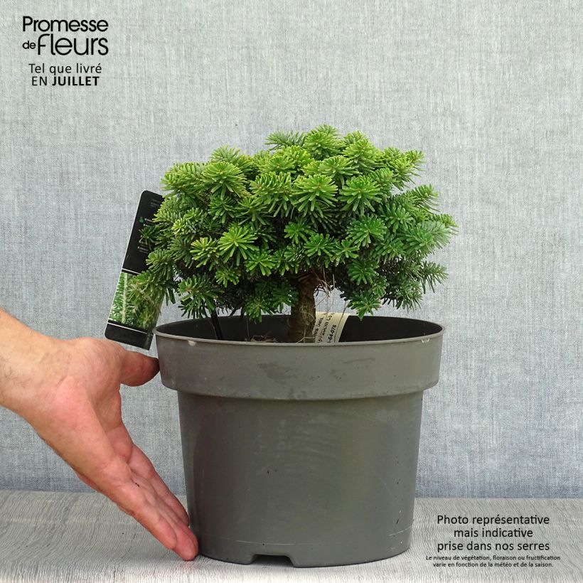 Abies balsamea Nana - Fir 4L/5L pot sample as delivered in summer