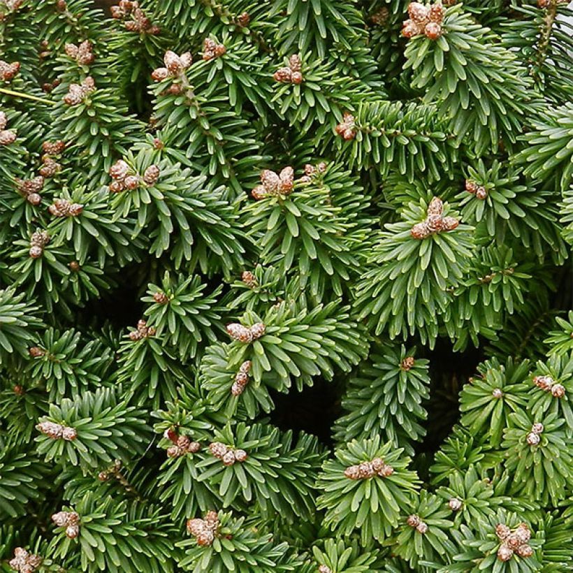 Abies balsamea Piccolo (Foliage)