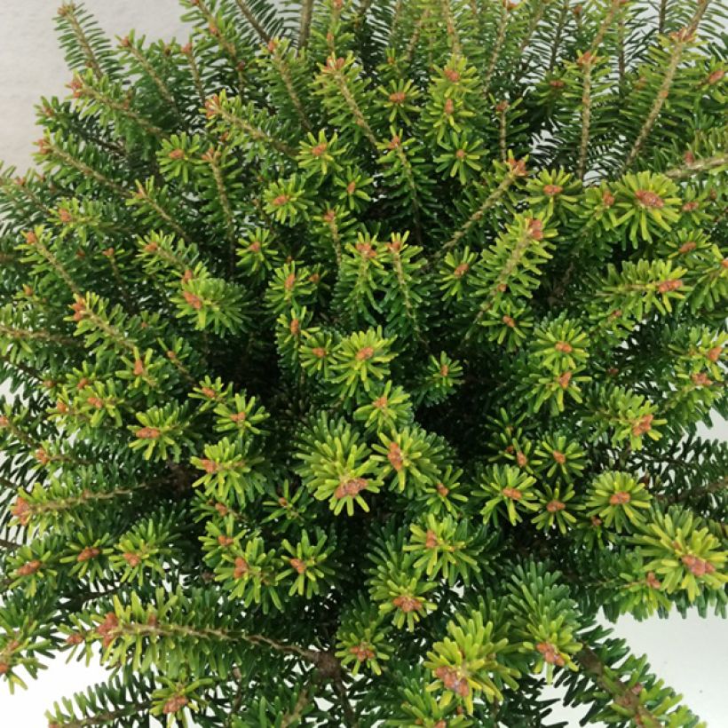 Abies koreana Luminetta - Korean Fir (Foliage)