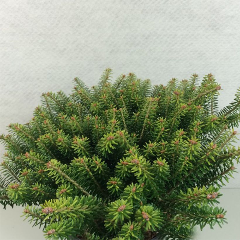 Abies koreana Luminetta - Korean Fir (Plant habit)