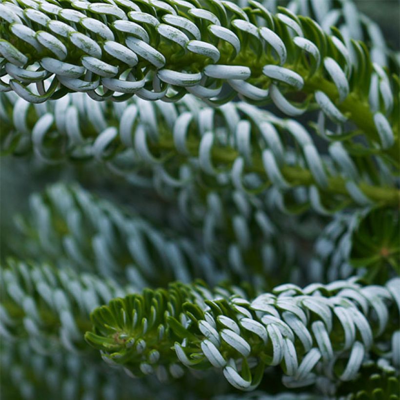 Abies koreana Silberlocke - Korean Fir (Foliage)