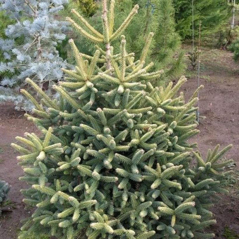 Abies nordmanniana subsp. nordmanniana Aurea - Fir (Plant habit)