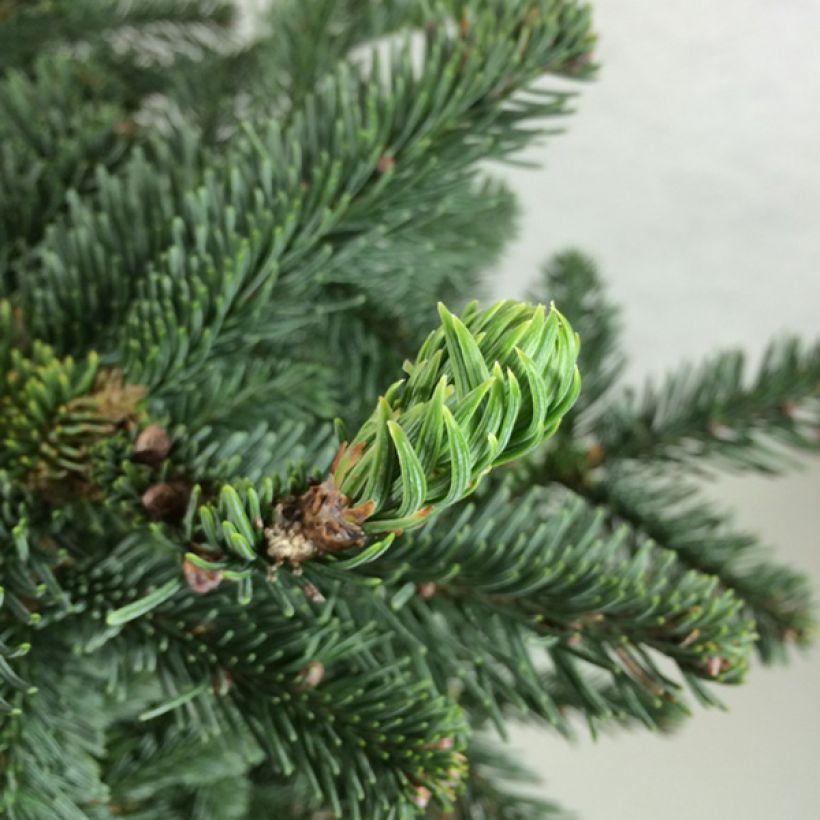 Abies procera Bizzarro - Fir (Foliage)