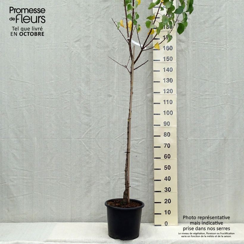 Prunus armeniaca Bergeron Apricot Tree - Prunus armeniaca 7.5L/10L pot, Half standard sample as delivered in autumn