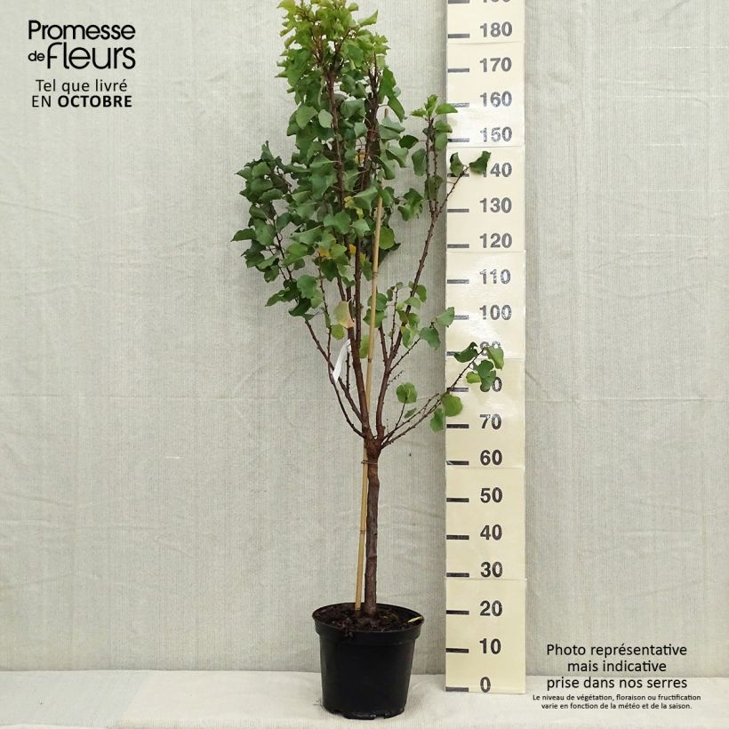 Prunus armeniaca Canino Apricot Tree - Prunus armeniaca 7.5L/10L pot, Goblet sample as delivered in autumn