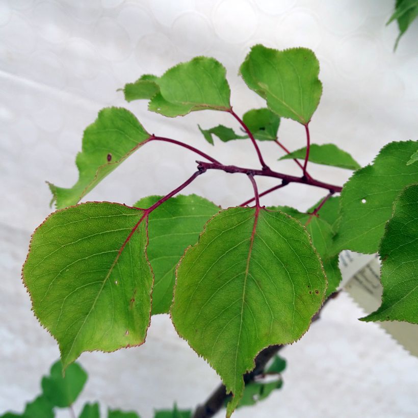 Prunus armeniaca Doucoeur - Apricot Tree (Foliage)