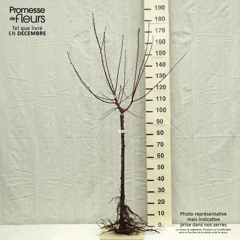 Prunus armeniaca Doucoeur - Apricot Tree sample as delivered in winter