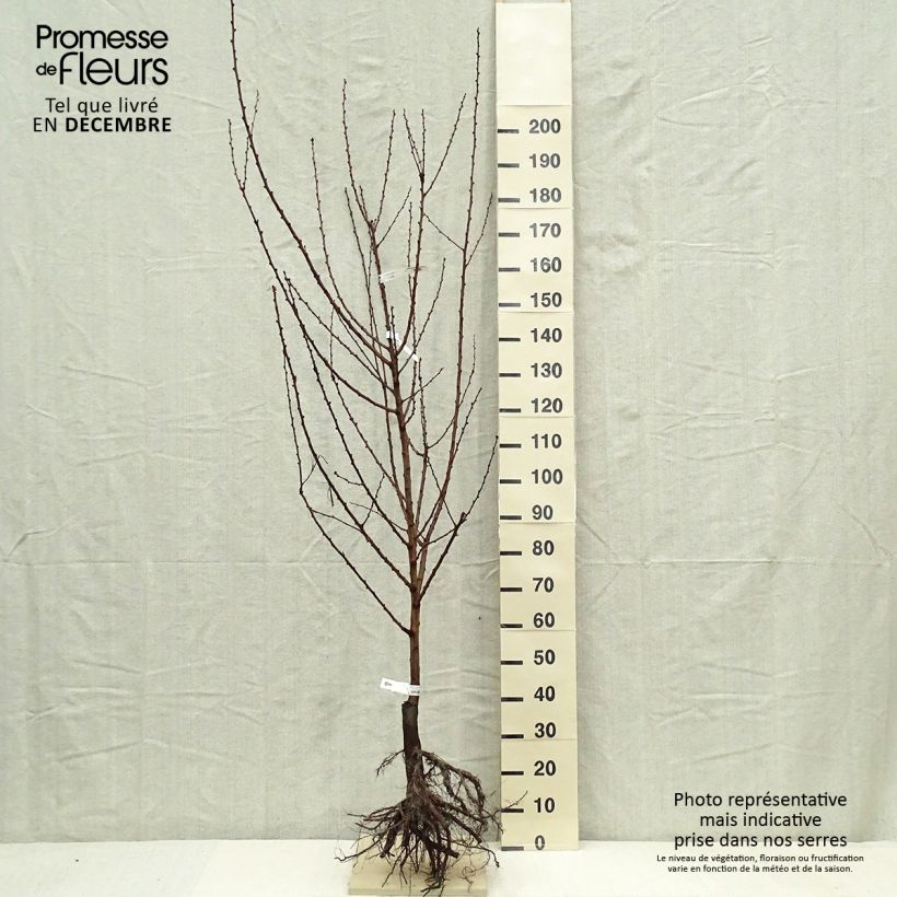 Prunus armeniaca Doucoeur - Apricot Tree sample as delivered in winter