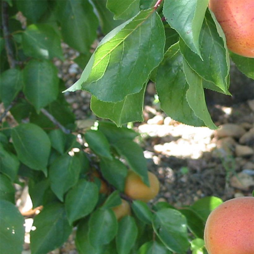 Prunus armeniaca Flavor Cot - Apricot Tree (Foliage)