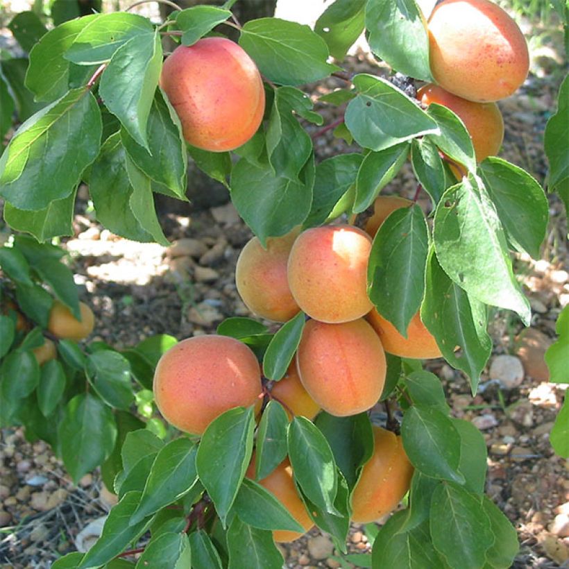 Prunus armeniaca Flavor Cot - Apricot Tree (Harvest)