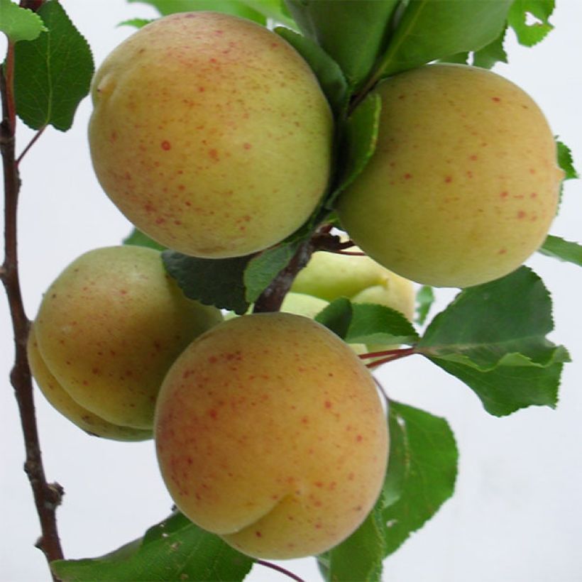 Prunus armeniaca Goldrich - Apricot Tree (Harvest)