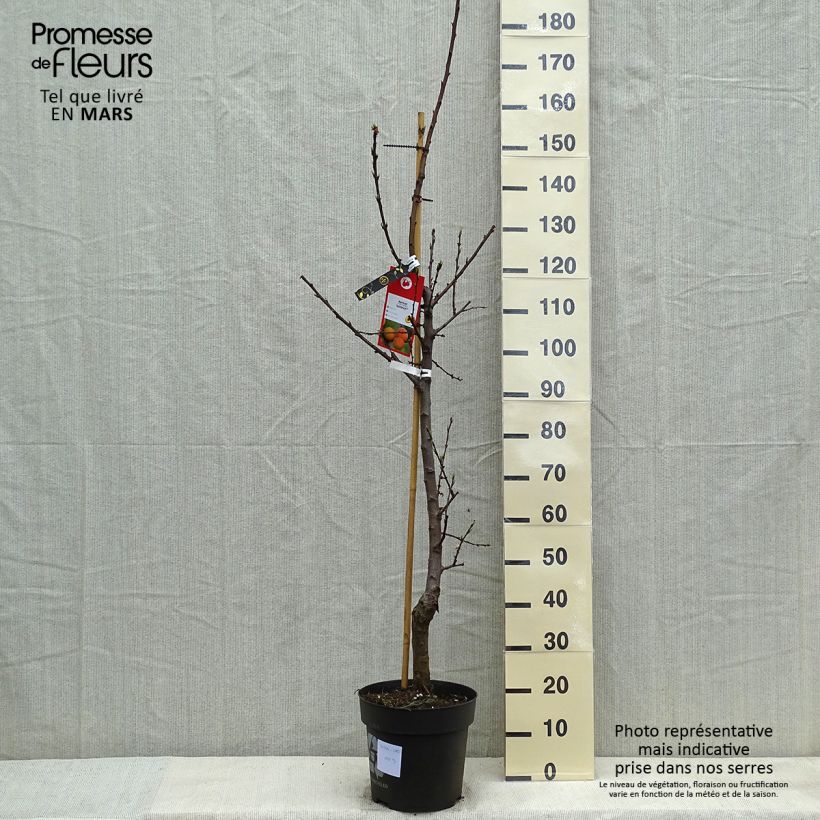 Prunus armeniaca Goldrich - Apricot Tree sample as delivered in spring
