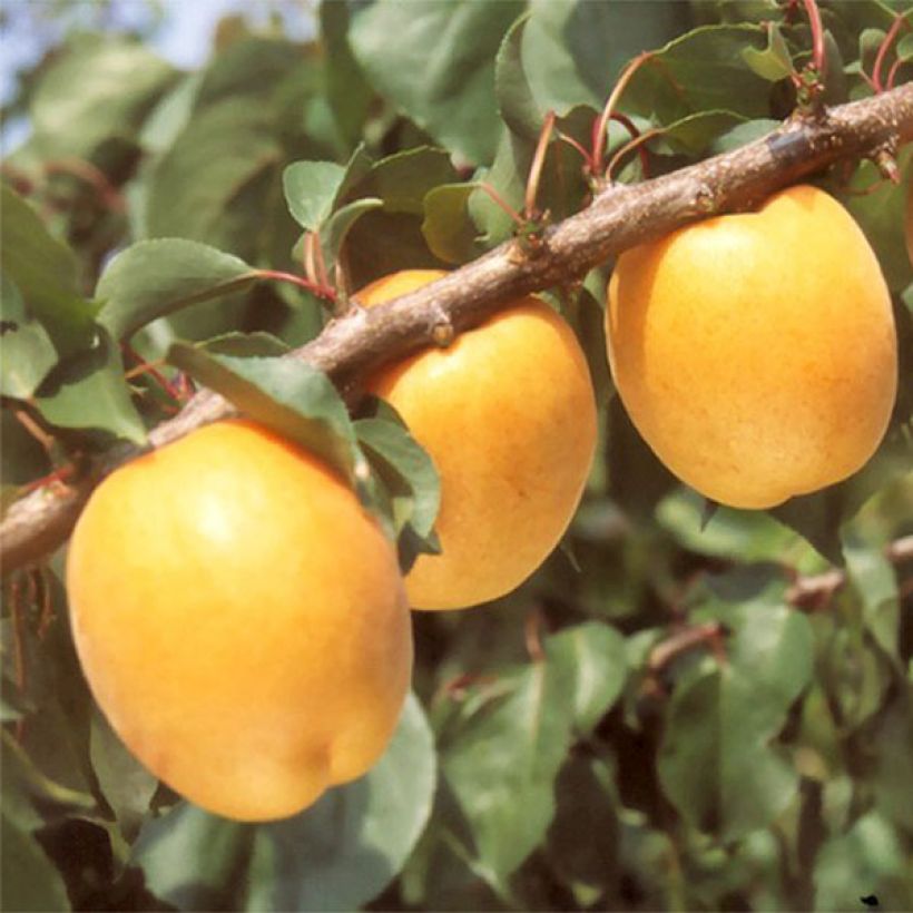 Prunus armeniaca Hargrand - Apricot Tree (Harvest)
