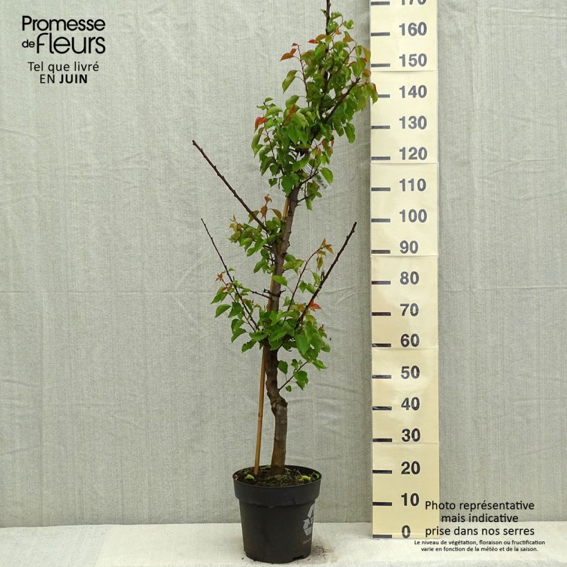 Prunus armeniaca Hargrand - Apricot Tree sample as delivered in spring