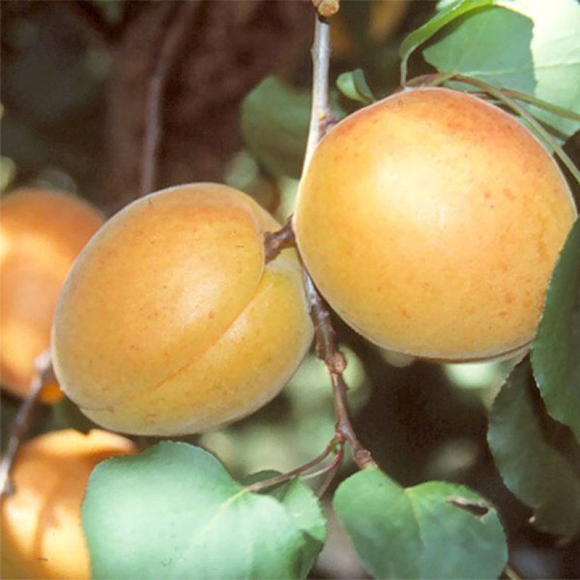 Prunus armeniaca Luizet - Apricot Tree (Harvest)