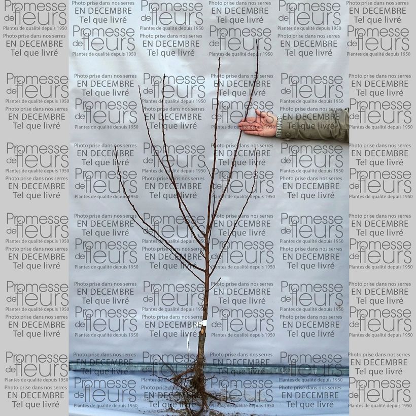 Example of Prunus armeniaca Luizet - Apricot Tree Bare root, Goblet specimen as delivered